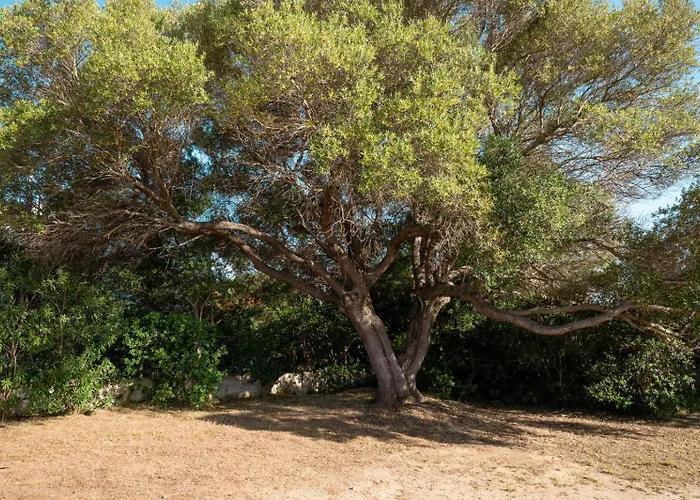 Olivastro By Klodge Chalet